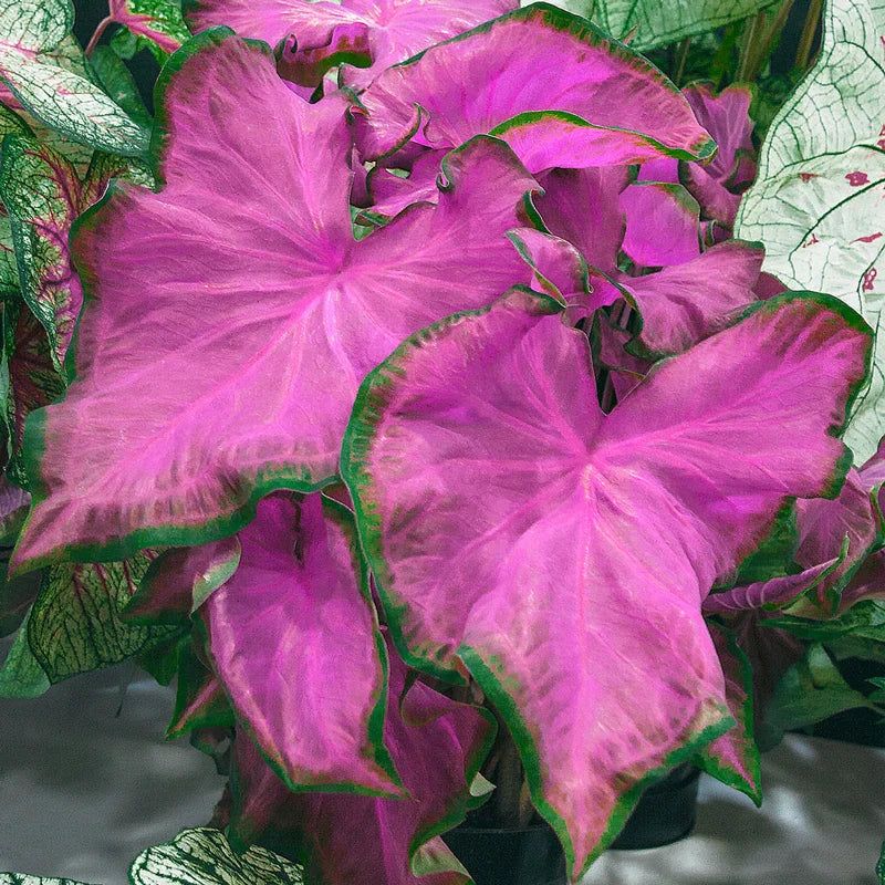 Fannie Munson Caladium (Caladium Bicolor)