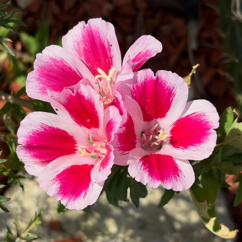 Farewell-To-Spring Farewell-To-Spring