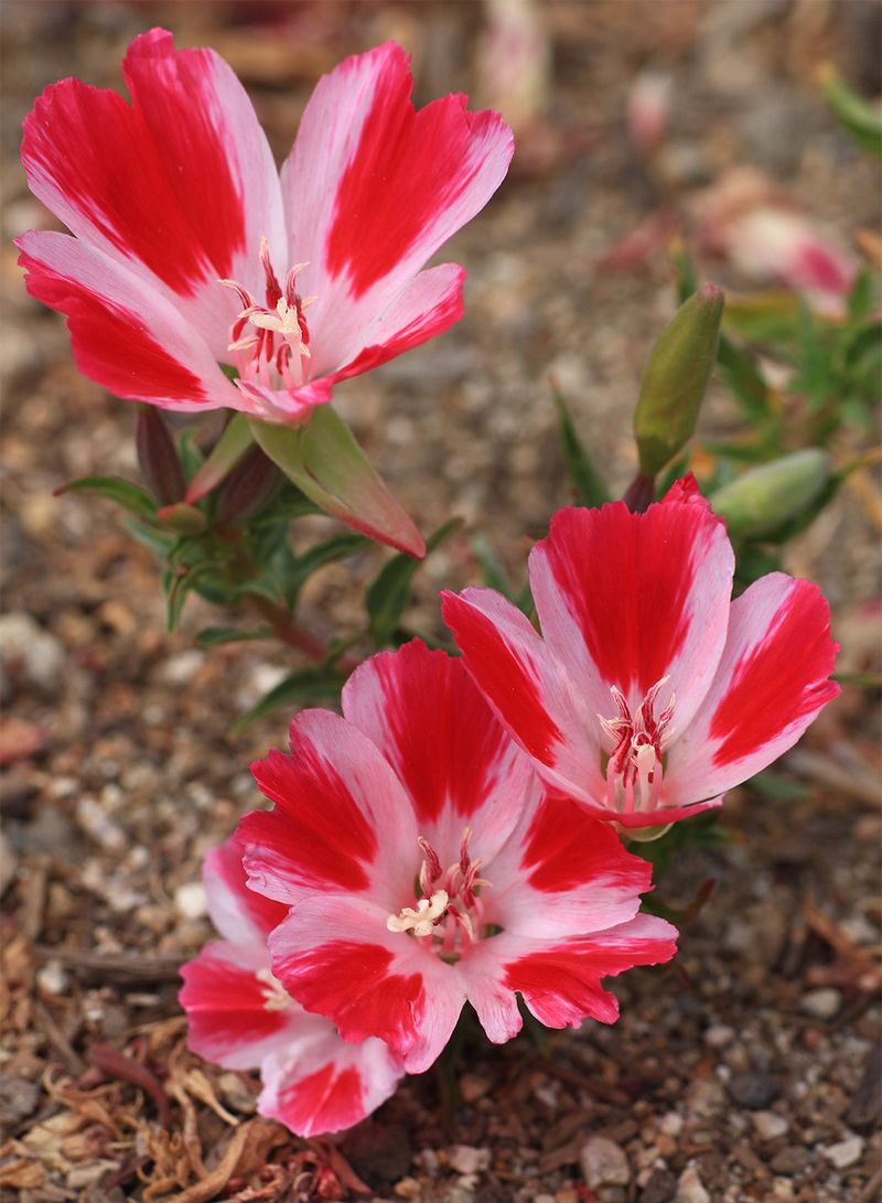 Farewell To Spring Adds Easy Native Color Farewell To Spring Adds Easy Native Color