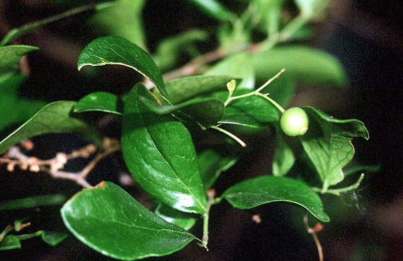 Farkleberry Grows Thick And Works Well For Natural Privacy
