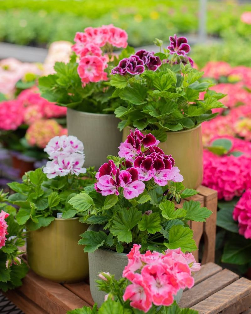 Fast Draining Soil Helps Prevent Heat Related Root Stress