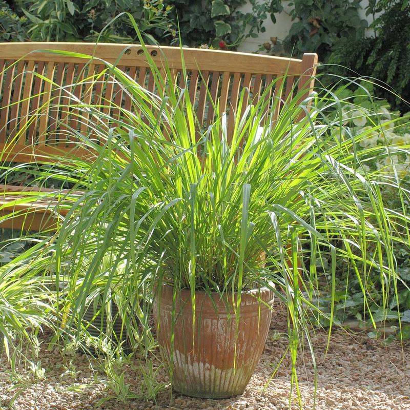 Fast Draining Soil Helps Prevent Soggy Roots In Heat