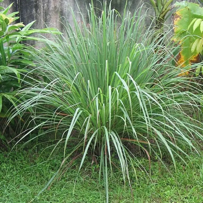 Fast Draining Soil Keeps Roots In Better Shape