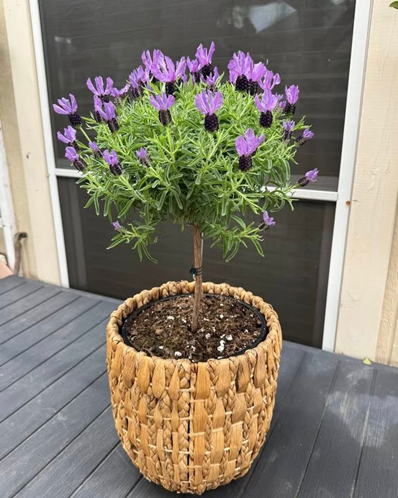 Fast Draining Soil Prevents Root Problems In Heat