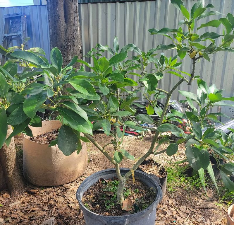 Fast Draining Soil Reduces Root Problems In Containers