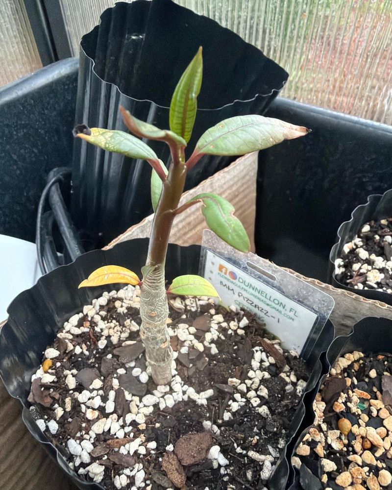 Fast-Draining Soil