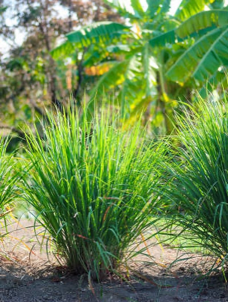 Fast-Growing And Fills In Within One Season