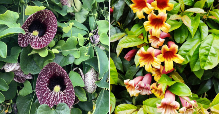 Fast-Growing Climbing Plants For Virginia Fences That Won’t Harm Your Foundation