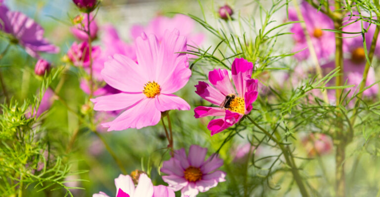 Fast-Growing Flowers To Plant In May In Ohio For Instant Color