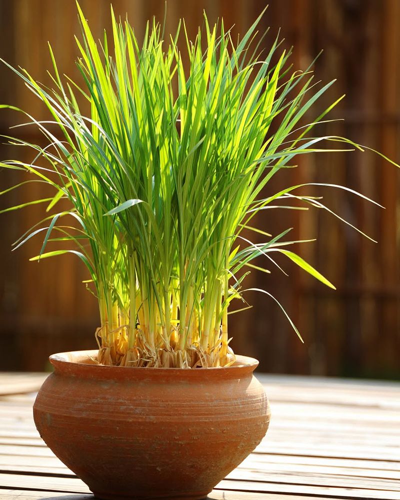 Fast-Growing Lemongrass Fills Your Patio Space 