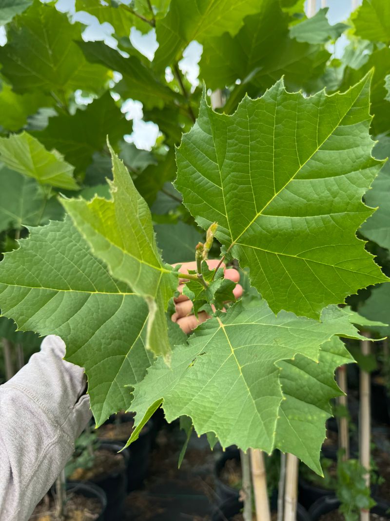 Fast Growth Helps Build Shade Over Time