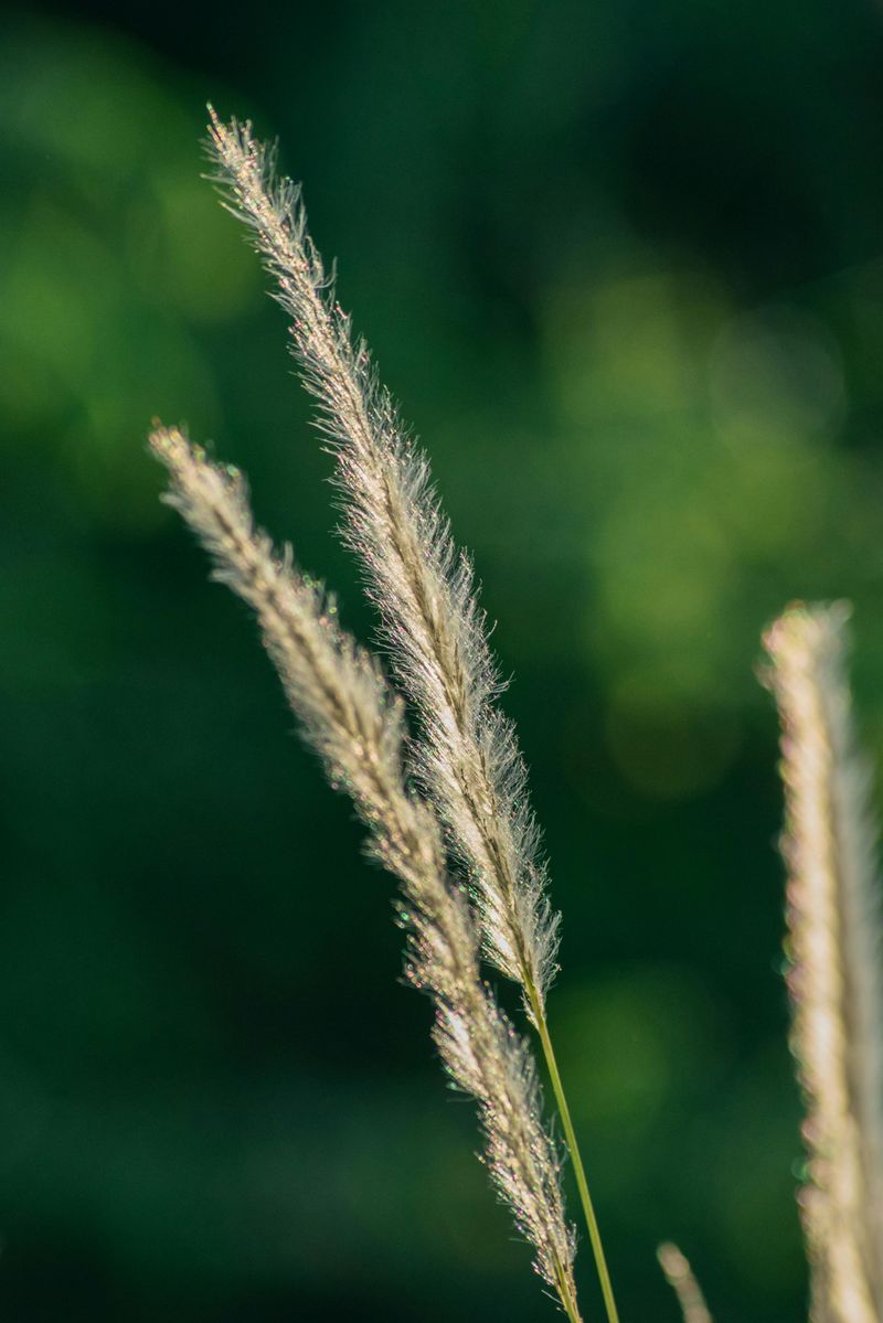Feather Reed Grass