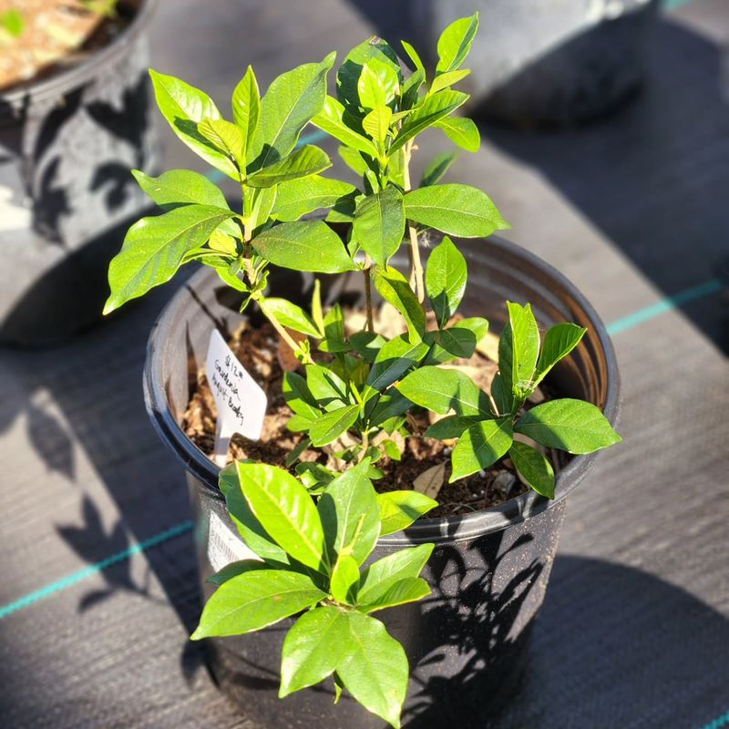 Feed Acid-Loving Soil The Florida Friendly Way