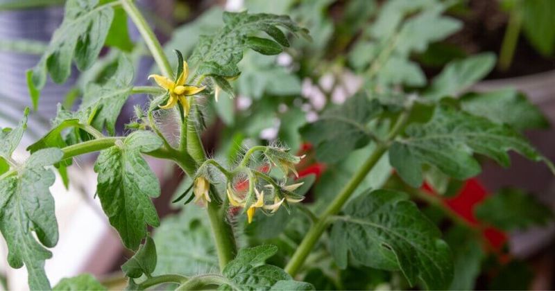 Feed Carefully So Leaves Do Not Outpace Fruit