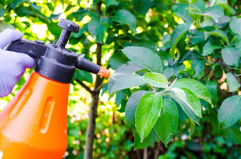 Feed Citrus Before It Runs Out Of Energy