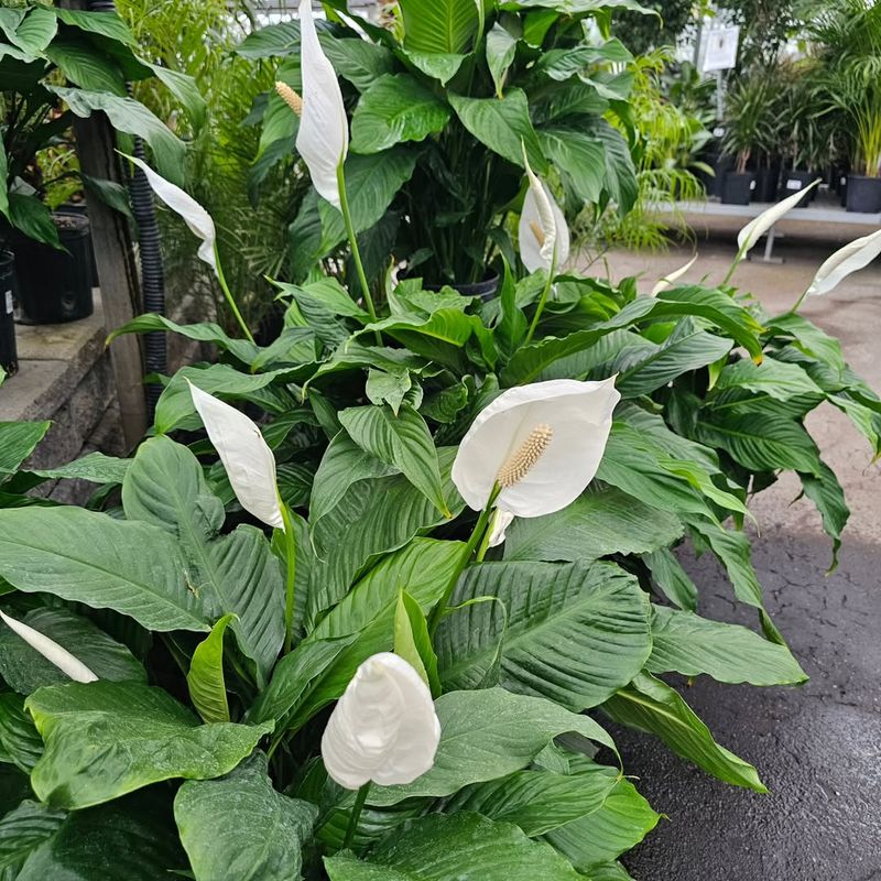 Feed Lightly During Active Growth