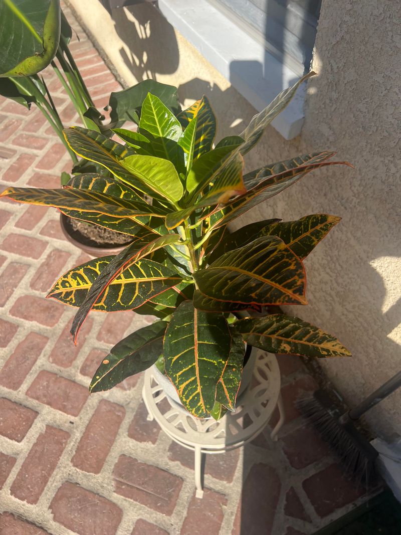 Feed Lightly During Active Spring Growth