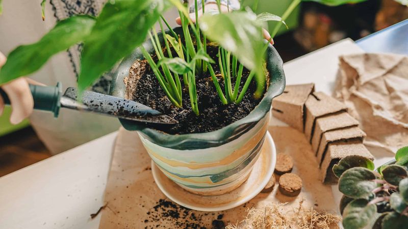Feed Lightly During Growing Season