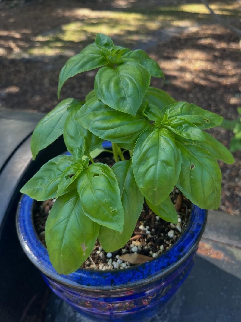 Feed Lightly For Steady Leaves