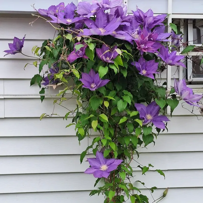 Feed Lightly In Spring