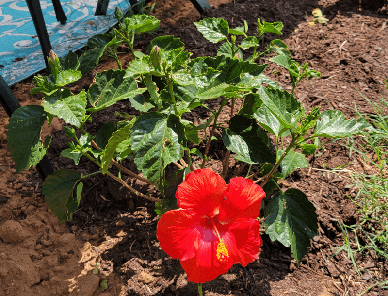 Feed Lightly Through The Growing Season