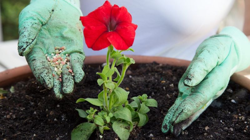 Feed Lightly To Support Fresh Summer Flowers