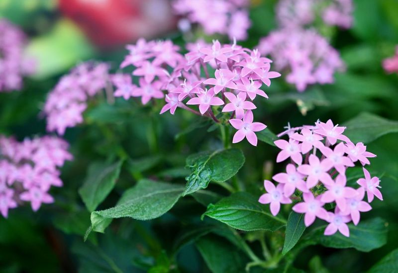 Feed Lightly To Support Steady Blooms