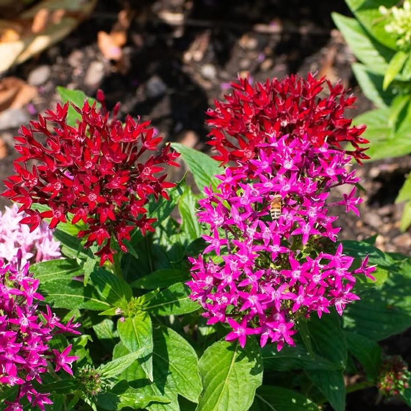 Feed Lightly To Support Steady New Blooms Feed Lightly To Support Steady New Blooms