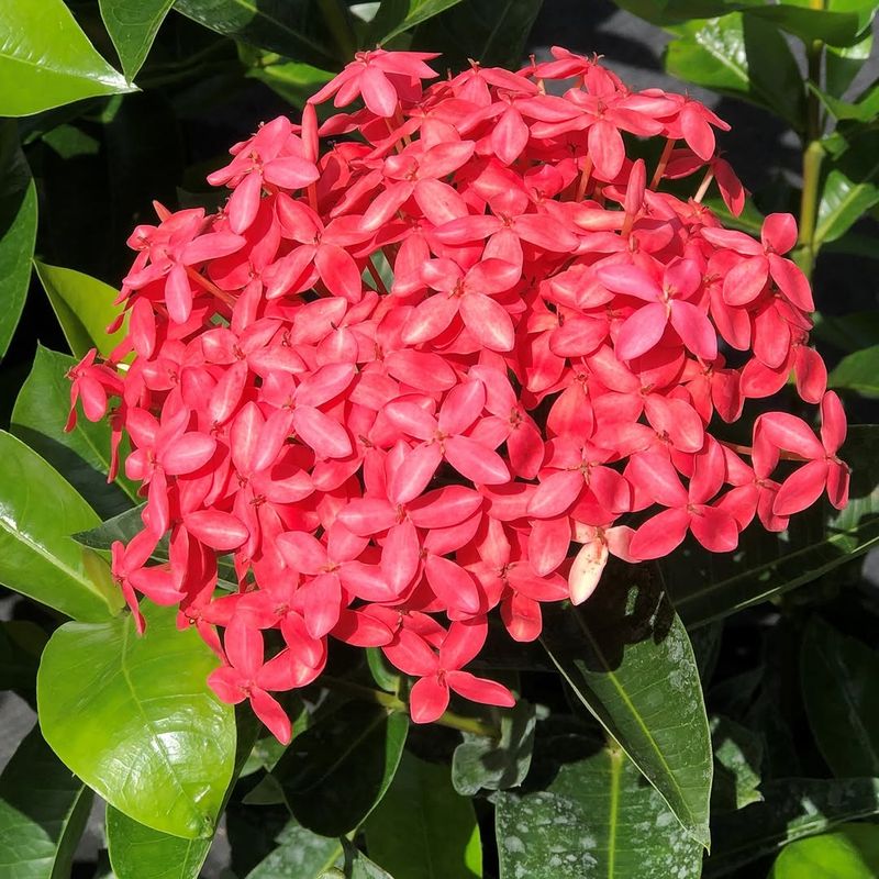 Feed Lightly With The Right Fertilizer