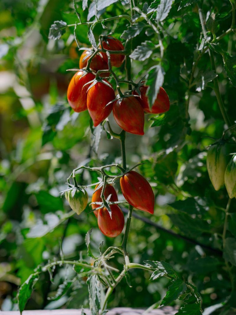 Feed Potted Tomatoes On A Steady Schedule