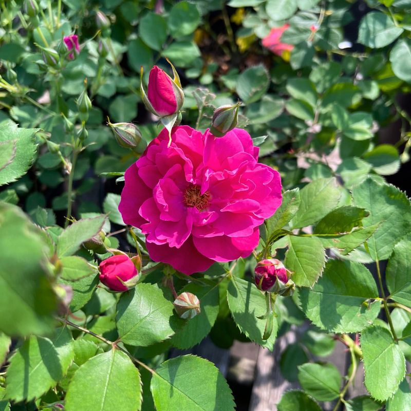 Feed Roses Lightly Before Heavy Blooming Begins
