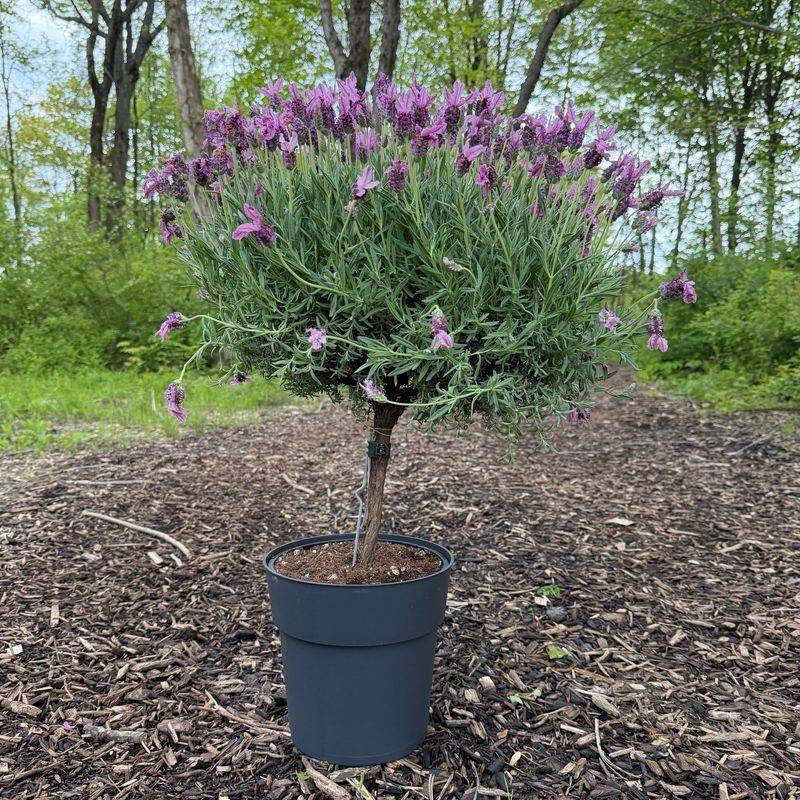 Feed Sparingly To Keep Blooms Strong