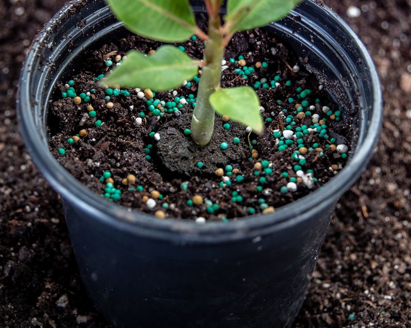 Feed With A Bloom-Boosting Fertilizer