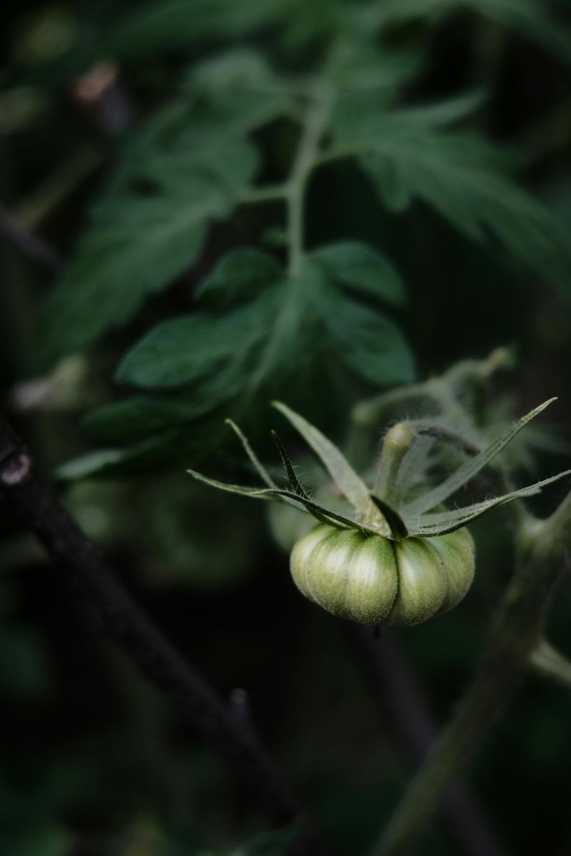 Unripe tomatoes waiting for care in the garden Unripe tomatoes waiting for care in the garden