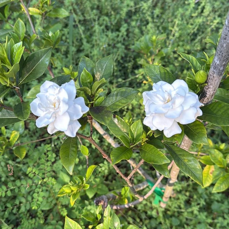 Feed Your Gardenias In May