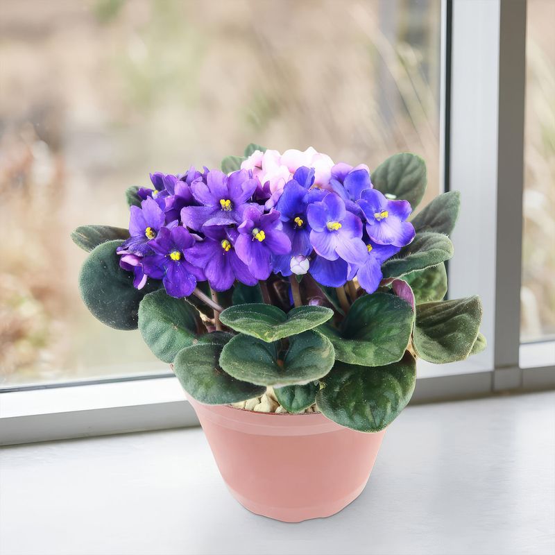 Feed Your Plants With The Right Fertilizer
