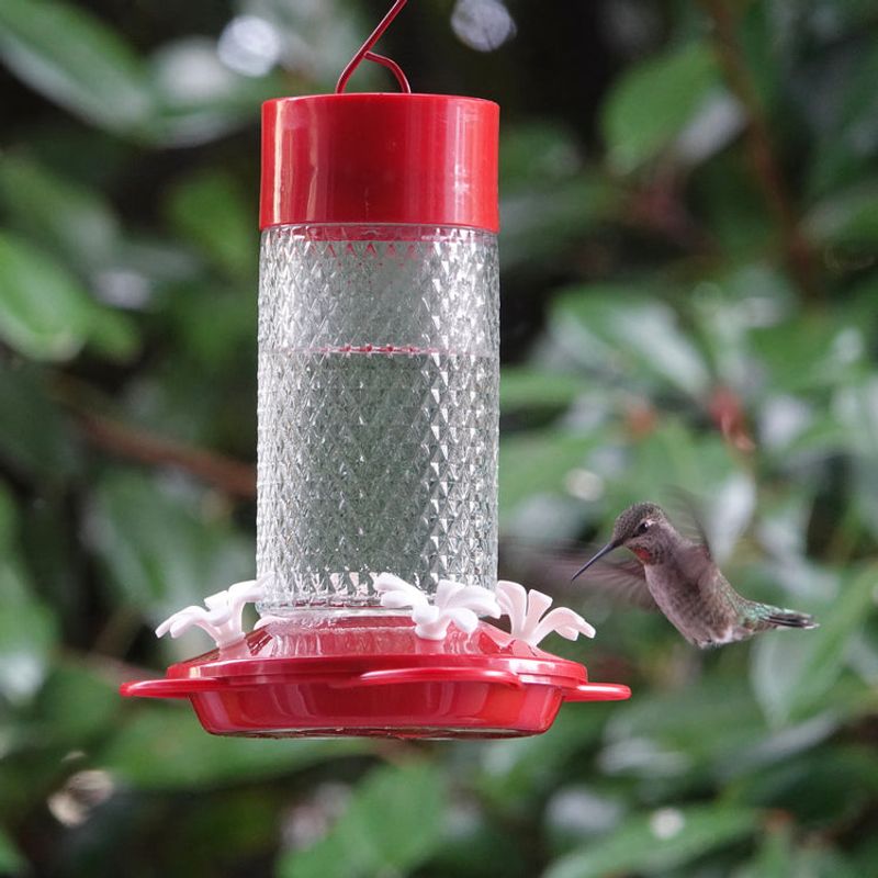 Feeders Can Attract Them When Kept Clean Feeders Can Attract Them When Kept Clean