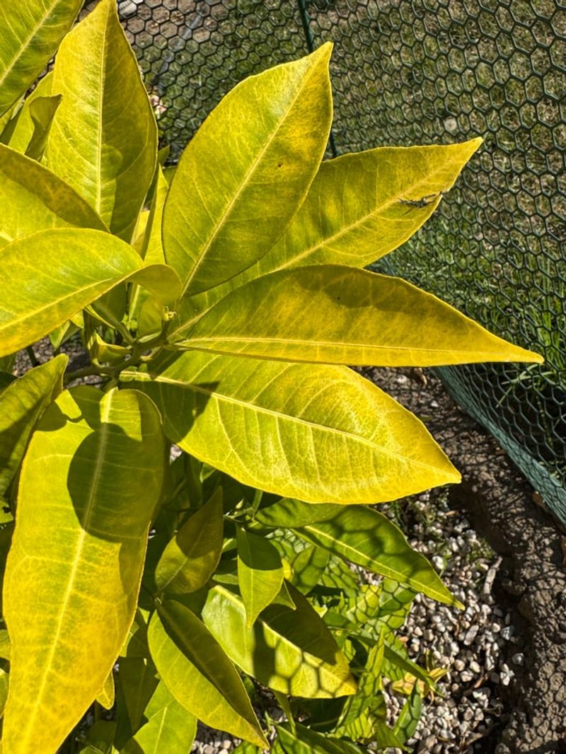 Feeding Before Extreme Heat Helps Reduce Stress