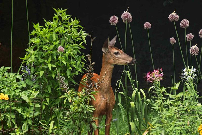 Feeding Deer Near The Yard Brings More Ticks Closer To The House
