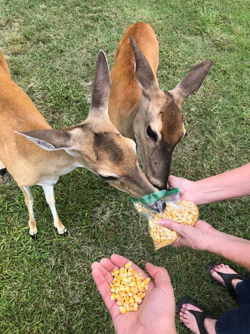 Feeding Deer Near The Yard Increases Tick Pressure Feeding Deer Near The Yard Increases Tick Pressure