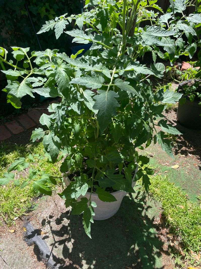 Feeding Too Early Can Push Tomatoes In The Wrong Direction