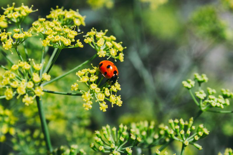 Fennel Blooms Give Ladybugs Tiny Flowers To Visit