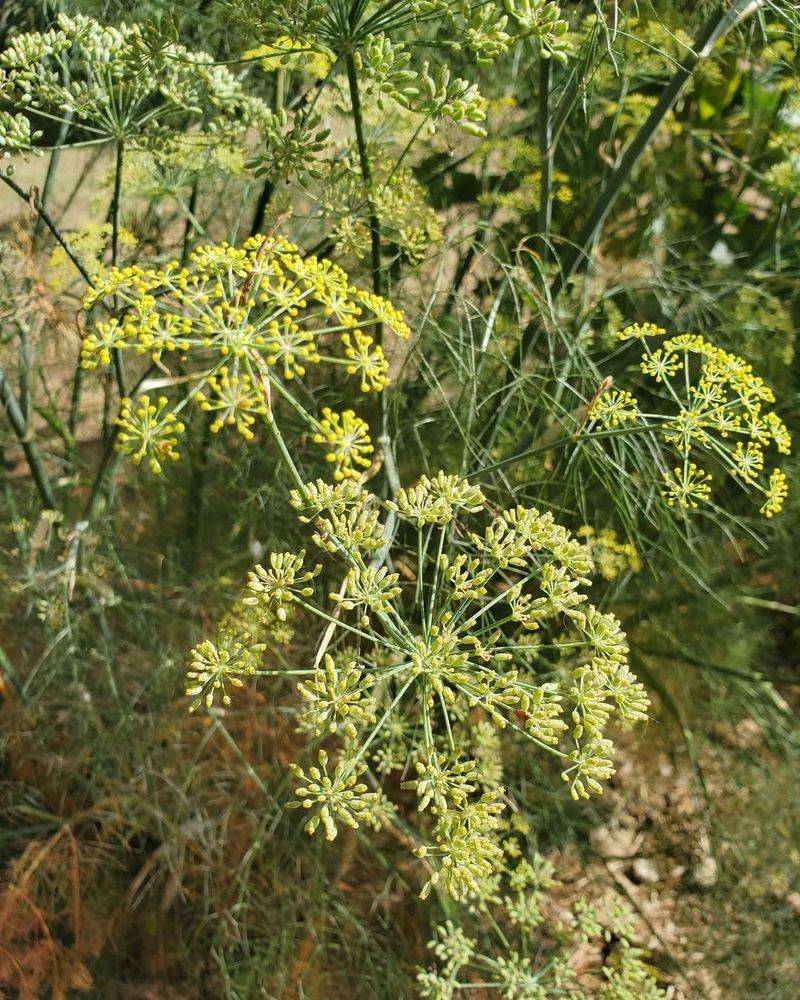 Fennel Can Disrupt Nearby Herb Growth Fennel Can Disrupt Nearby Herb Growth