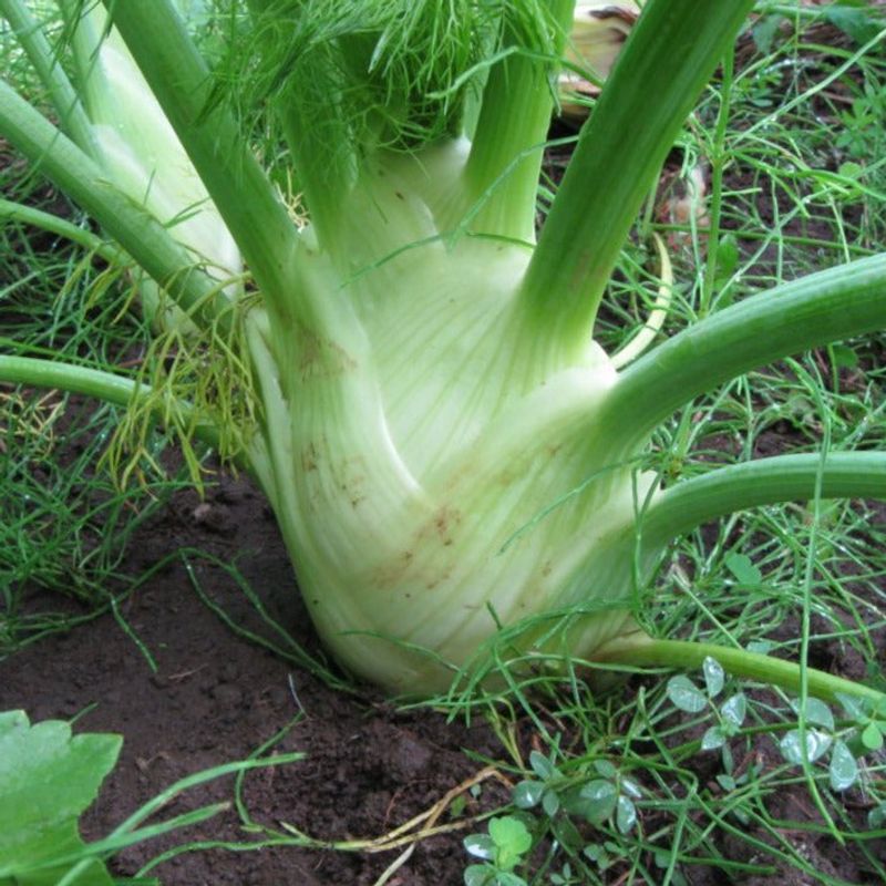 Fennel (Foeniculum vulgare)