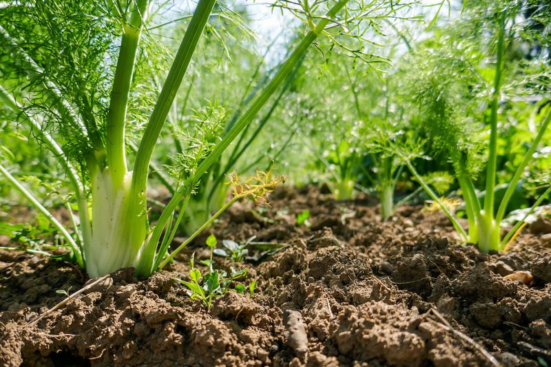 Fennel Performs Better Before Summer Heat