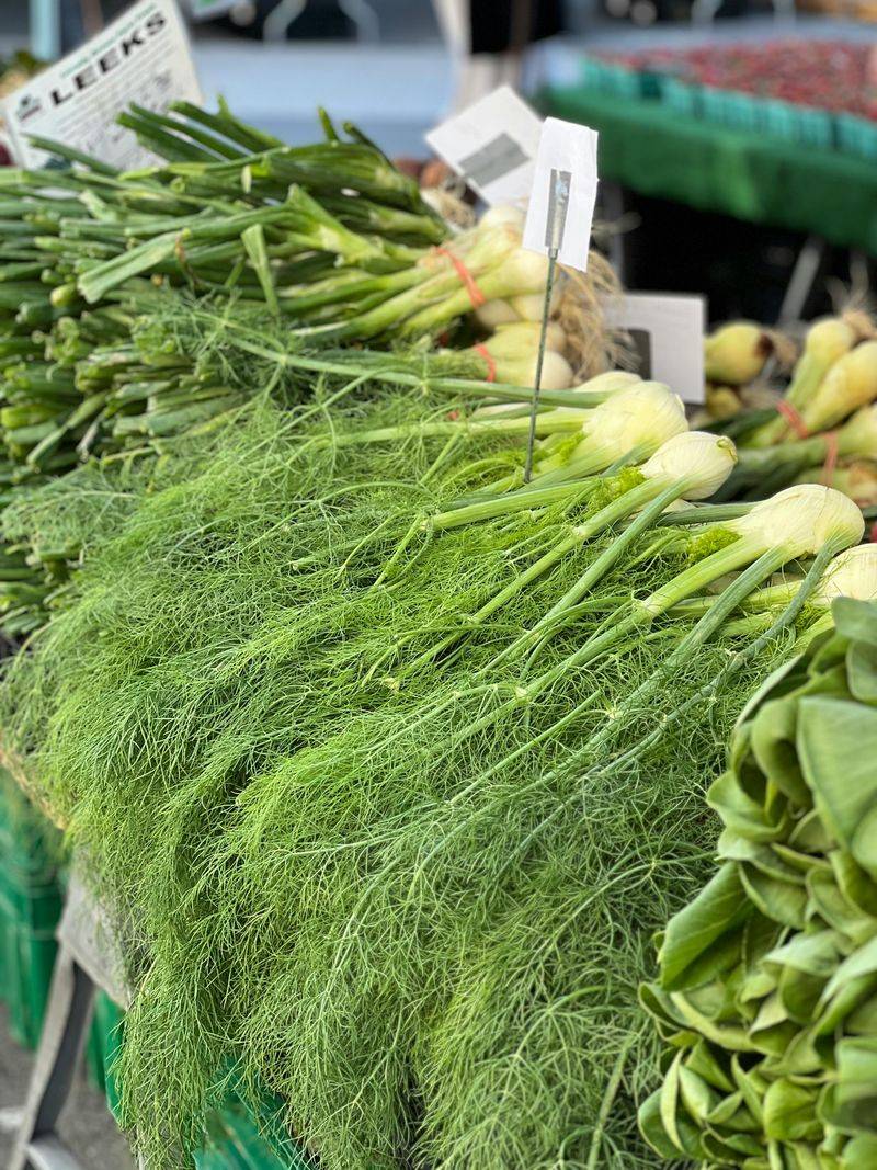 Fennel