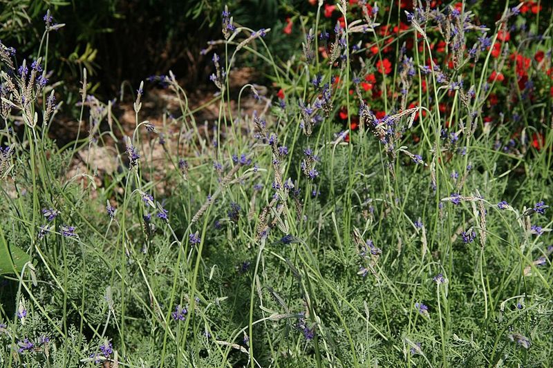 Fernleaf Lavender Stays Productive Through Mild Desert Winters Fernleaf Lavender Stays Productive Through Mild Desert Winters
