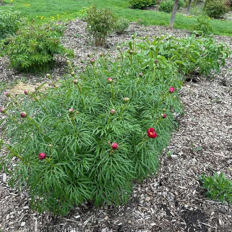 Fernleaf Peonies Become Massive Long Lived Garden Plants Fernleaf Peonies Become Massive Long Lived Garden Plants