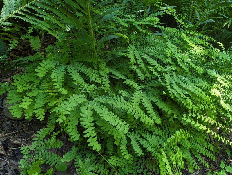 Ferns Ferns