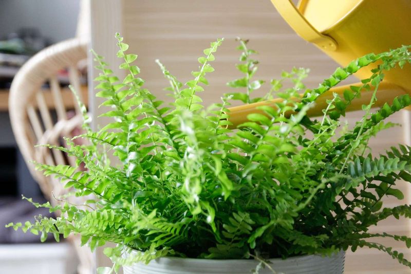 Ferns